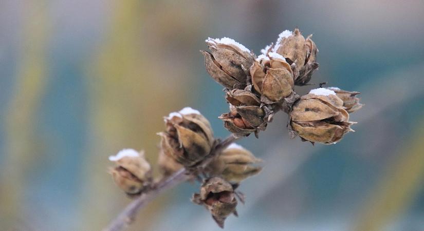 Hol vannak télen a levéltetvek?