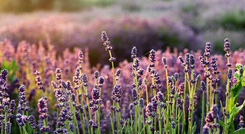 Növények, amelyek jobban bírják a klímaváltozást, mint mi