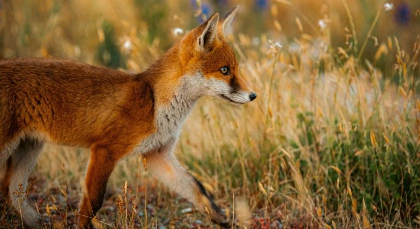 Vigyázz! Egy marék erdei bogyó is nagy bajt okozhat