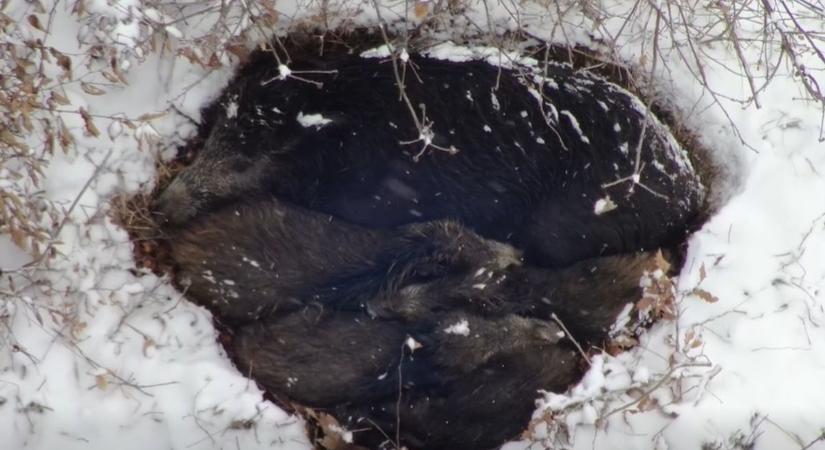 Összebújtak a kis vaddisznók a nagy hidegben, ritka videó került elő a somogyi erdőből