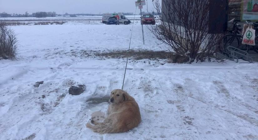 Forrnak az indulatok - Mínuszokban, láncra verve hagytak egy kutyát Győrszentivánon - fotó