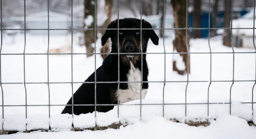 A fagy idején sem maradnak egyedül a menhelyi kutyák – minden apró segítség számít