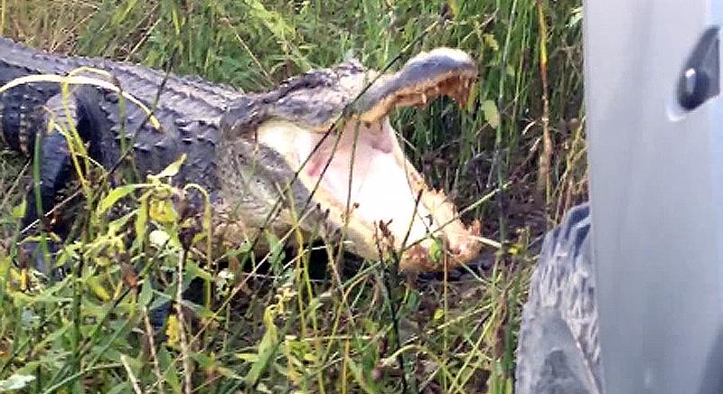 Lehet, hogy terepjáród van, de ő meg egy krokodil