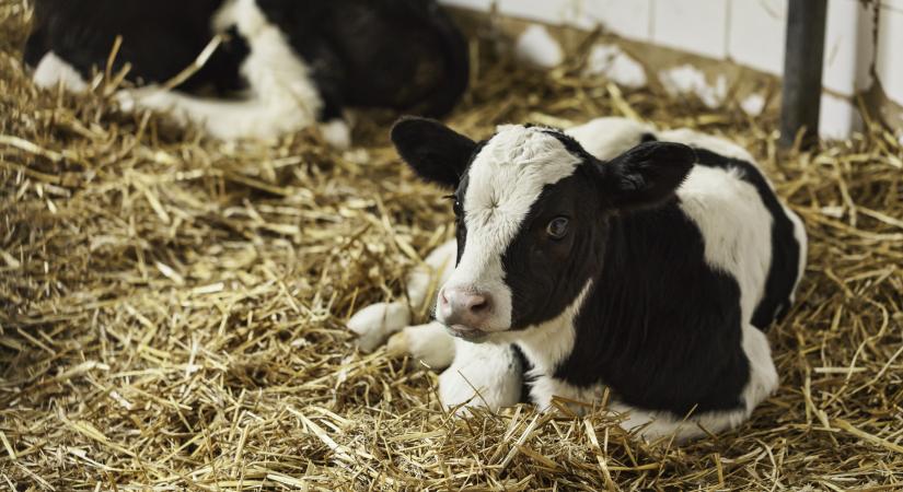 Zuhanórepülésben kezdi az évet a magyar tejágazat