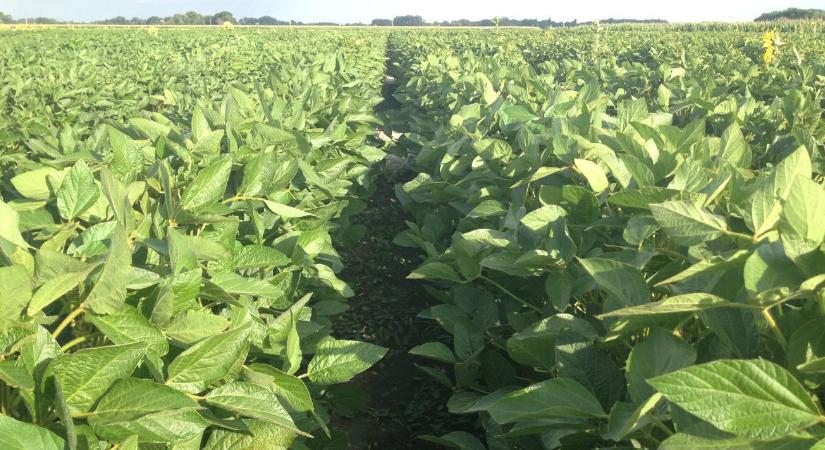 Termelj te is szóját! Mutatjuk, miért