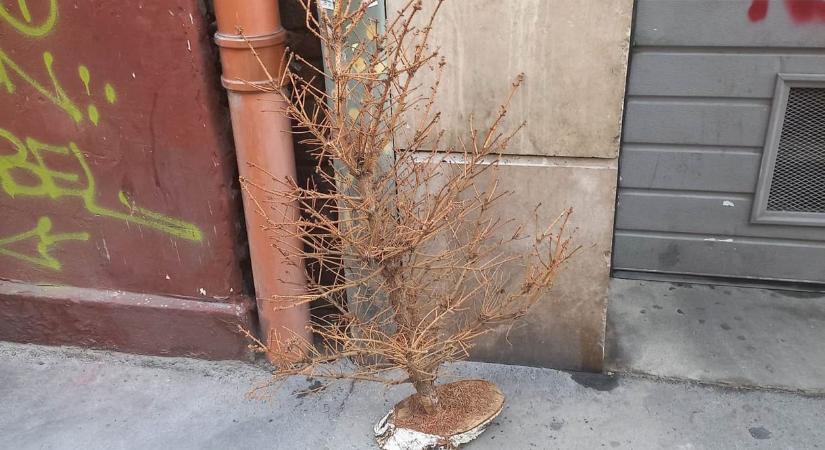 Hiába száradtak el a karácsonyfák, tüzelőnek még nem alkalmasak