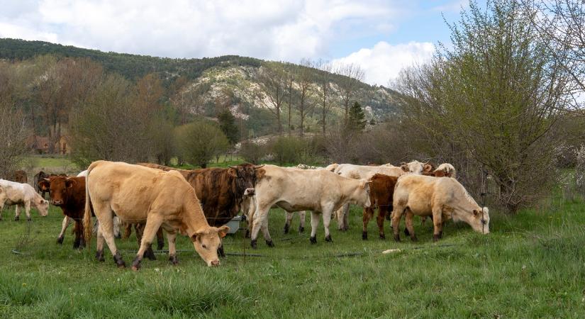 Kevesen gondolnak így az állattenyésztésre, pedig nem csak a húsról szól