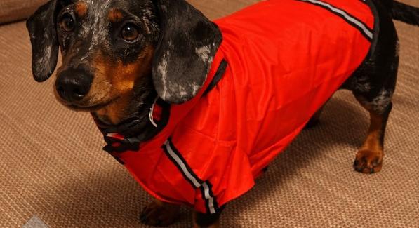 Téli hideg: erre figyeljenek a gazdik