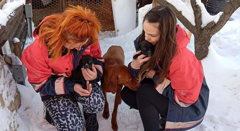 Kutyakölyköket mentettek Kaposváron