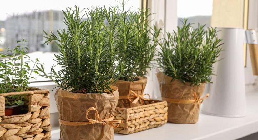 Miért divat rozmaringot tenni az ablakba? – 5 ok, hogy te is kipróbáld!