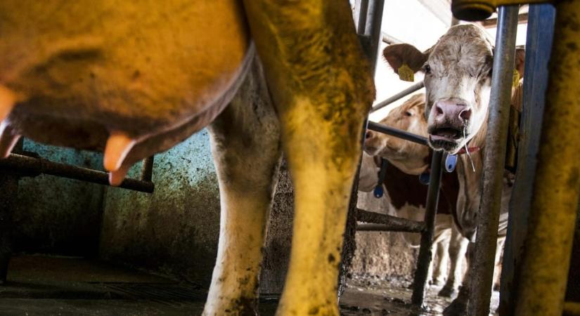 Beszakította a kínai vám a tej árát, összeomlás szélén a hazai tejágazat