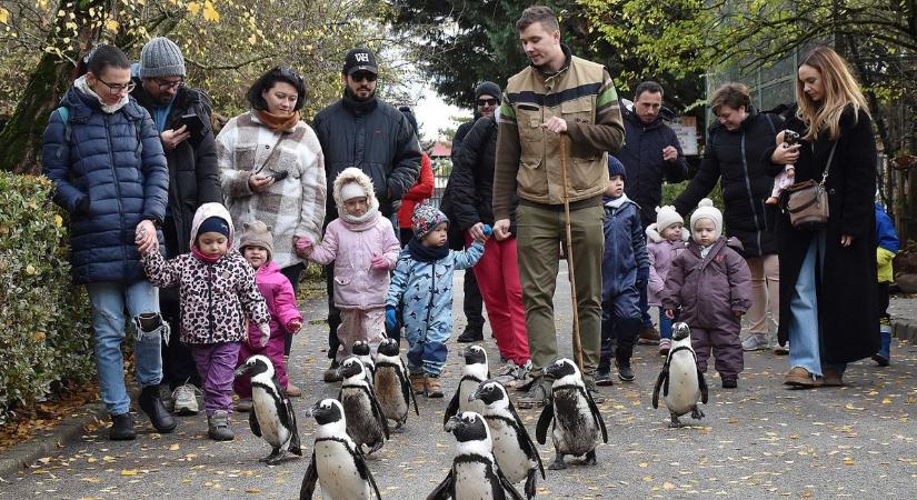 Bojkottot hirdettek a jászberényi állatkert totyogó madarai, néhány napig szünetel a pingvinséta