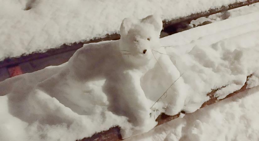 Megszületett az első hócica Vásárhelyen