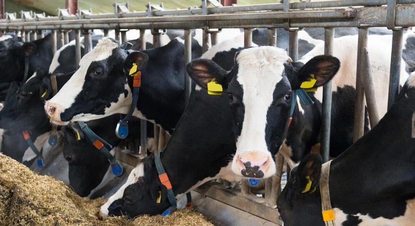 A tejágazat nem a hóeséstől szenved