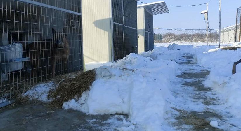 Betemetett egy állatmenhelyet a hó, várják a segítőket