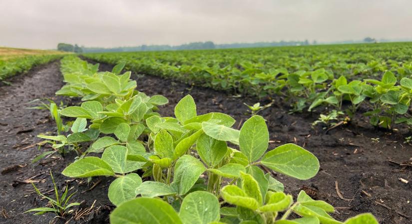 Figyelem! Új kórokozó a szójában!