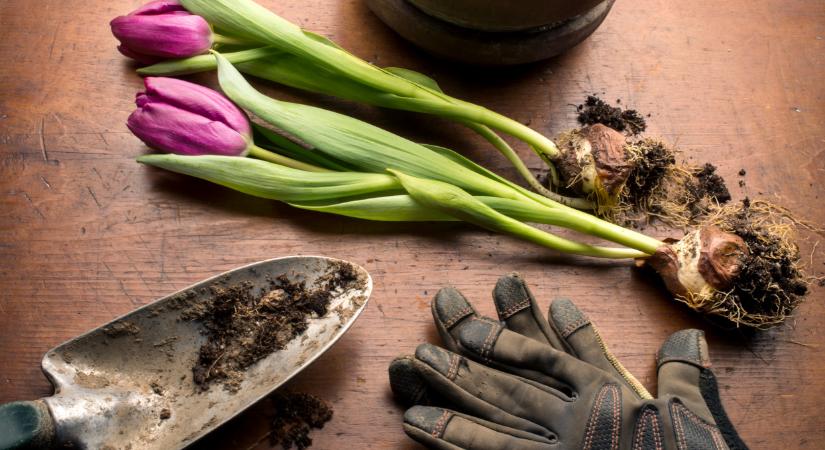Itt a kertészek téli feladatlistája: ezeket a munkákat már most elvégezheted