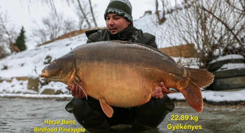 Befagyott orsóval is sikerült: óriási pontyszörnyet fogott a mázlista pecás - videón a gigászi fogás