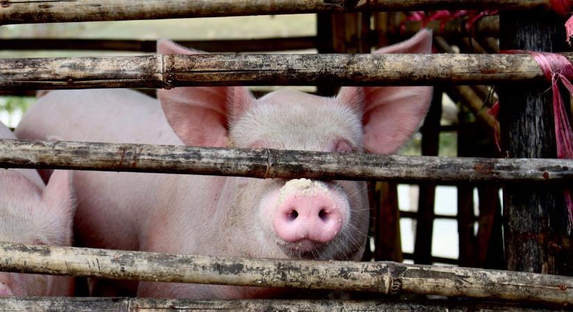 Egyre többet tudni az Aujeszky-betegségről