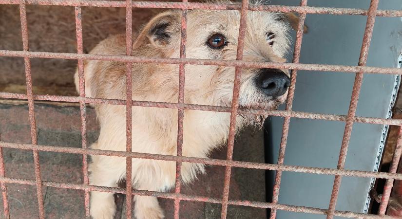 Nem csak embereknek érkezik segítség: adományok a kutya- és macskamenhelyekre