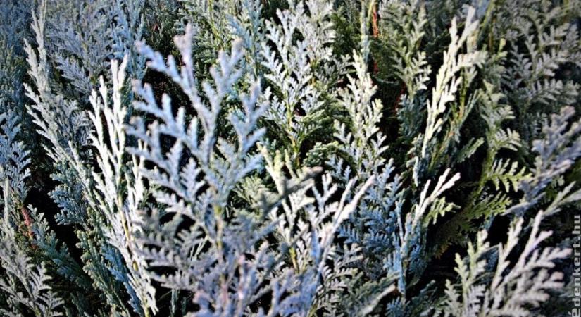 Így gondozd az örökzöldeket januárban, februárban