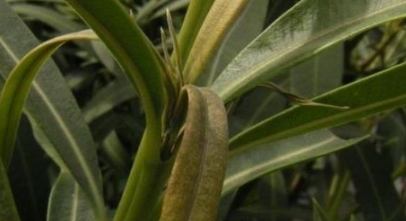 Mekkora baj, ha megcsípte a fagy a kint hagyott leandert?