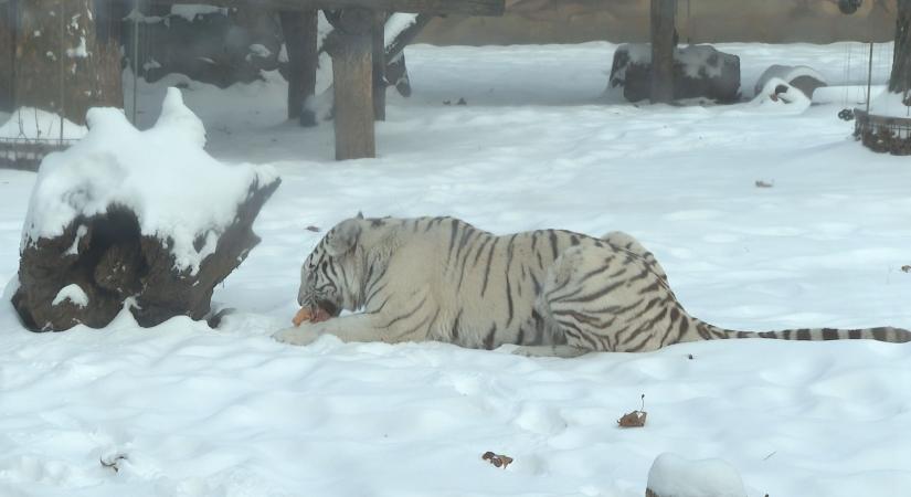 Hóban is varázslatos az állatkert
