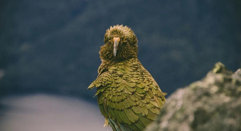 Fordulóponthoz érkezhet egy veszélyeztetett faj sorsa