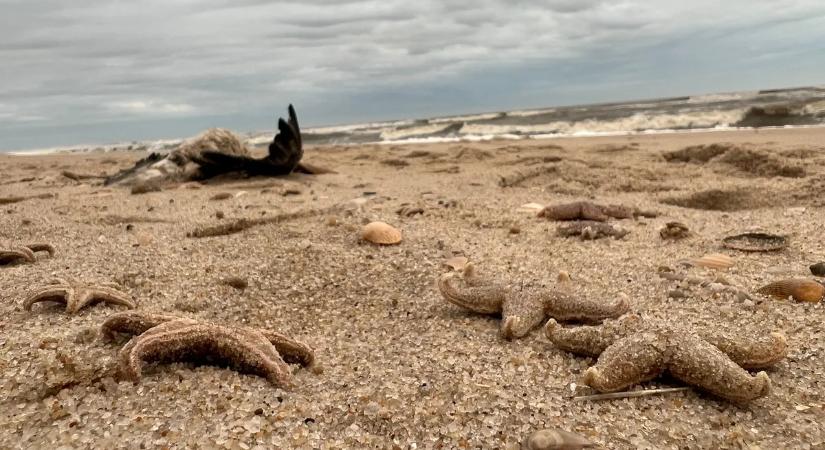 Apokaliptikus látvány: különleges élőlényeket sodort partra a tenger Skóciában