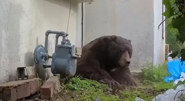 Több mint egy hónapig élt a medve a kaliforniai férfi háza alatt