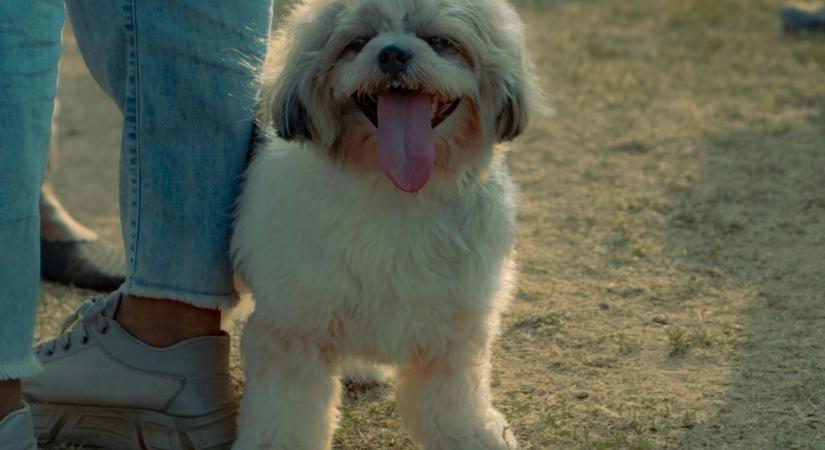 Extrém hideg – így védheted meg a kutyádat a téli fagyban