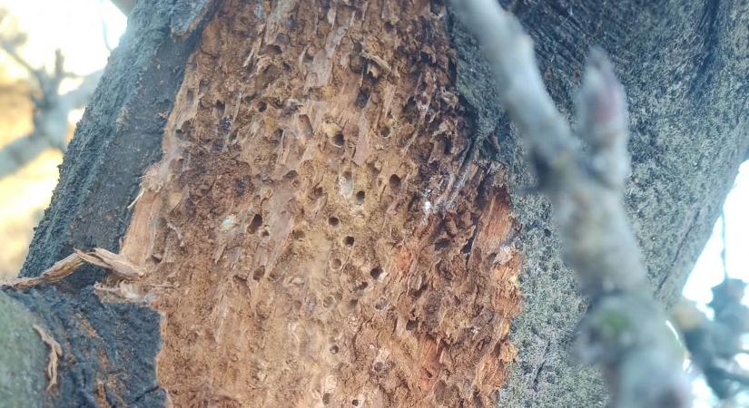 Milyen kártevő miatt találhatók lyukak az almafa törzsén?