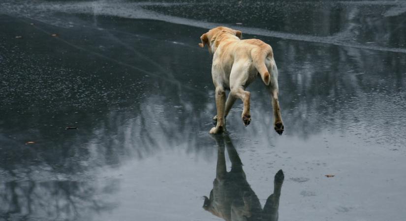 Drámai küzdelem: fagyott tóba esett egy elkóborolt kutya