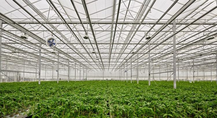 Sérült üvegházak, tartós sötét, dráma az uborkatermesztőknél