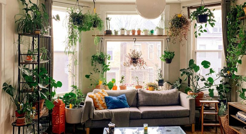 3000 forintért vesszük kilóját a boltban, pedig a nappalinkban is megterem!