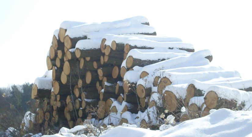 Merülj el a Téli berek havas világában!