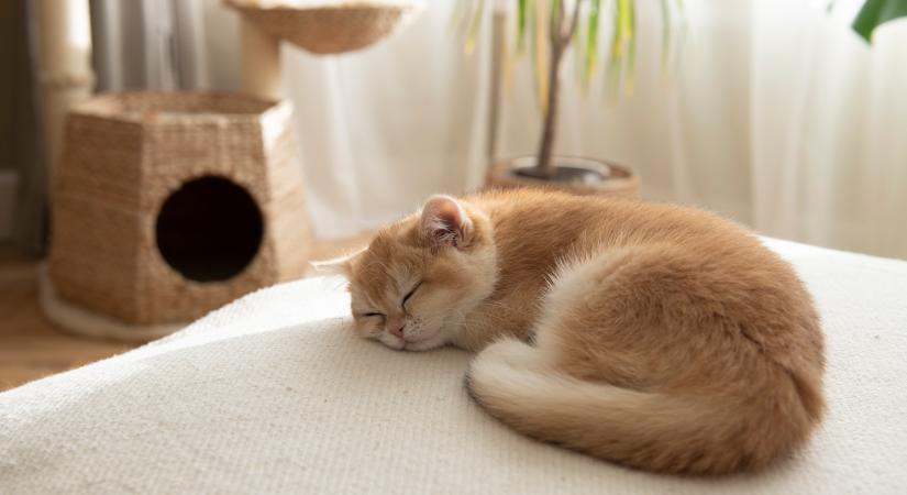 Te tudod hogyan és mennyit alszanak a macskák? Teszteld a tudásodat kvízünkkel!