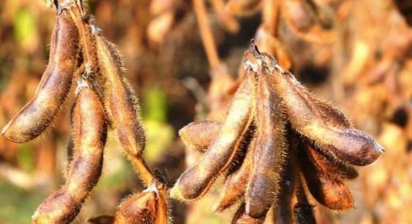 Vetőmag a termelőtől a termelőnek