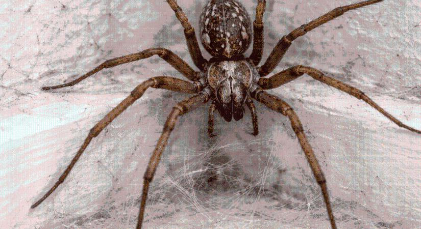 Zugpókok a magyar otthonokban – félnünk kell tőlük?