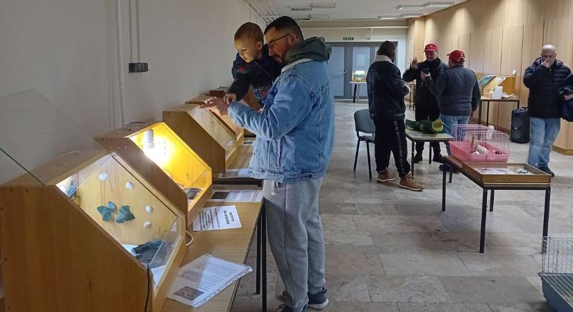 Varázslatos természet: különleges kisállatok tekinthetők meg a művelődési központban – fotók, videó