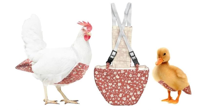 Ezeket komolyan legyártották?! A világ legőrültebb háziállat-cuccai a ChatGPT szerint