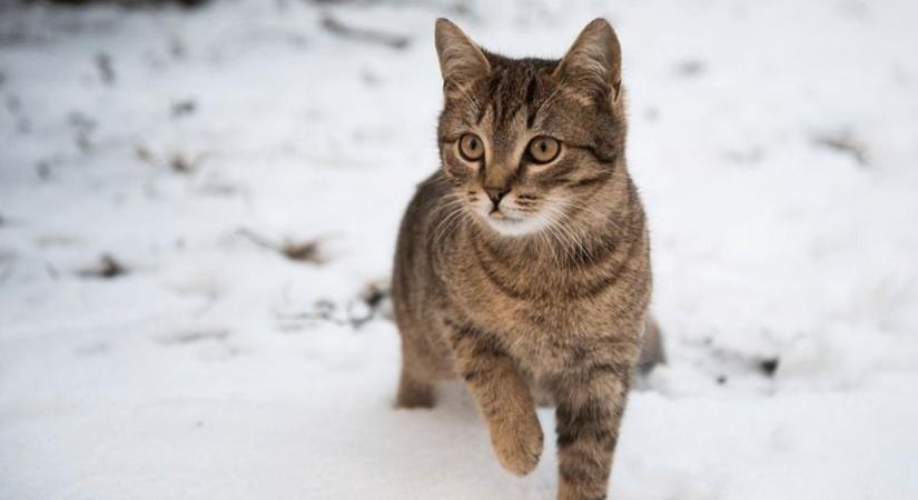 Ne menjen el mellette! Nem azért fekszik a macska a hóban, mert pihen – ez van vele!