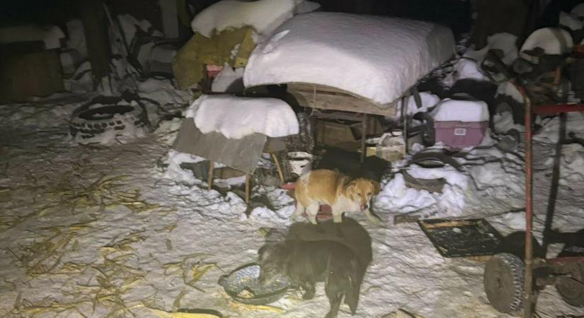 Rekordfogás a Femánál: közel 100 kutyát találtak egy seregélyesi udvaron