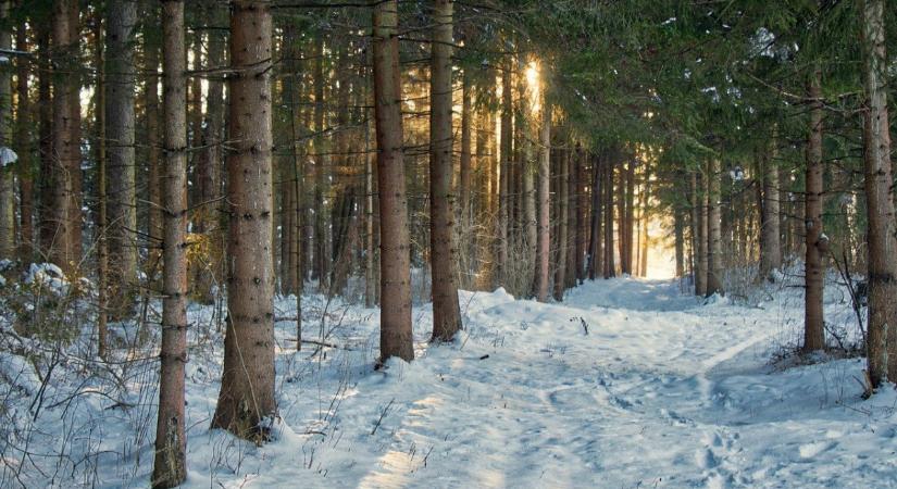 Öröm és kríziskezelés a hazai erdőkben – a kirándulóknak is üzentek a szakemberek