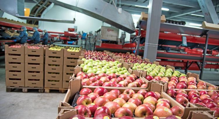 A görög almatermelők is hitüket vesztették