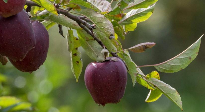 Az almafák gyökerei: a sikeres ültetvény titka a föld alatt van