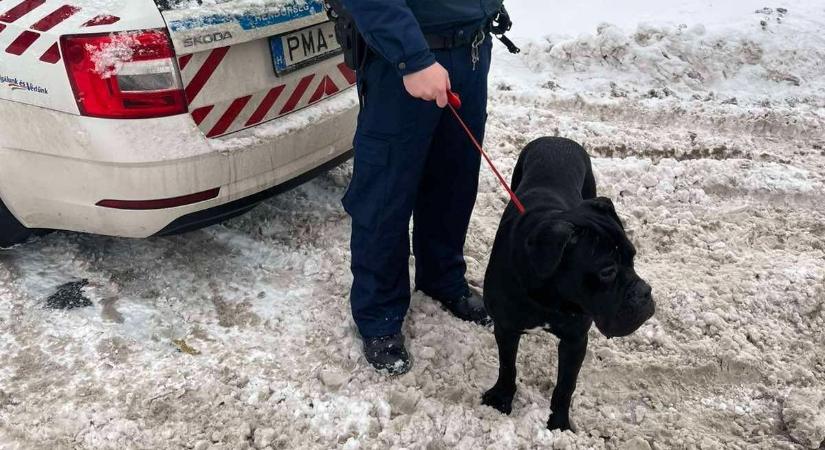 Elcsatangolt kutyuson és bajba jutott férfin is segítettek a rendőrök