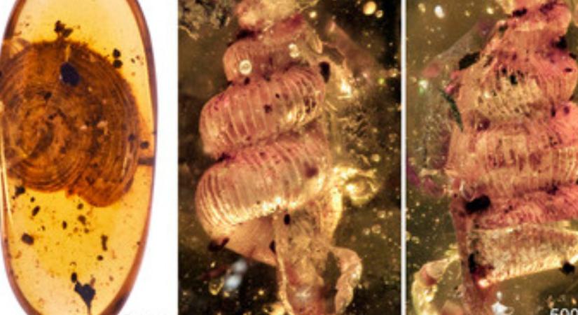 99 millió éves csigák a borostyánban: magyar kutatók új fajokat azonosítottak