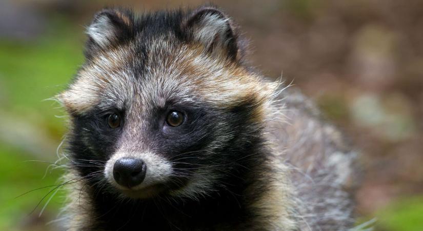 Új, kártékony ragadozó jelent meg hazánkban – Ez az állat veszélyes lehet