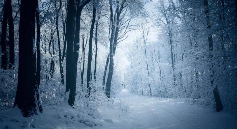 Két férfit találtak Budapesten egy erdős területen egy fűtetlen sátorban